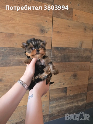Чистокръвно Мини момиченце, снимка 3 - Йоркширски териер - 54243156