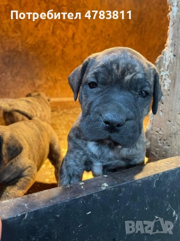 Perro de Presa Canario Дого канарио