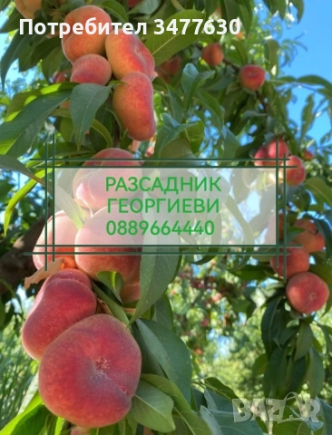 МИНИ (КОЛОННИ) ОВОЩНИ ДРЪВЧЕТА, снимка 14 - Градински цветя и растения - 47081860