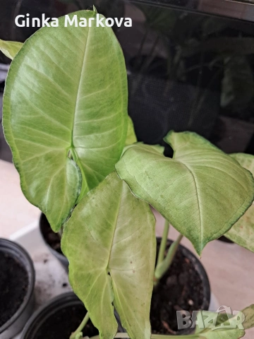 Сингониум - 3 евро 