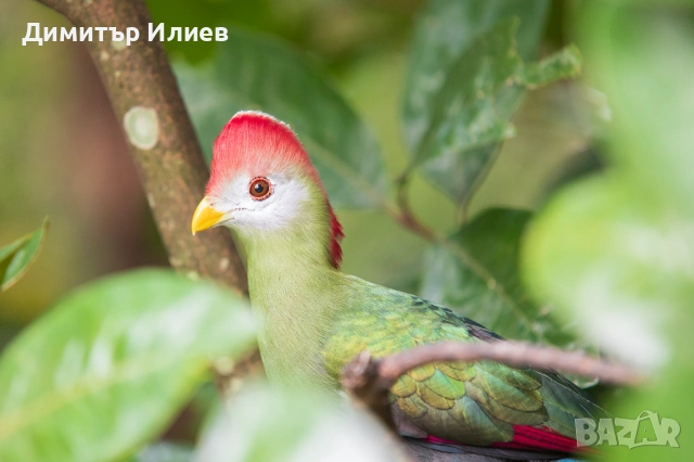 Sigma AF 500 mm f/ 4.5 EX APO HSM за Canon, снимка 9 - Обективи и филтри - 50993796