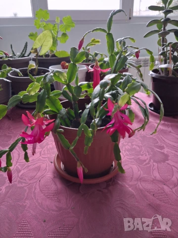 Стайни цветя - Коледниче, снимка 4 - Стайни растения - 53212399