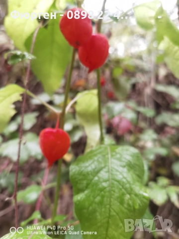 Физалис (Мехунка) – Студоустойчива разновидност, снимка 7 - Разсади - 52229433