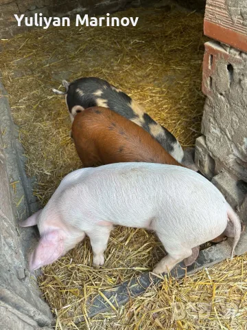 🐷 Продаваме 5 броя малки прасенца