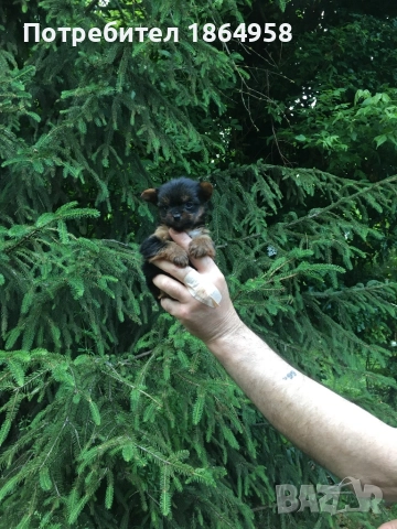 СУПЕР МИНИ ЙОРКИ Доставка, снимка 2 - Йоркширски териер - 52484415