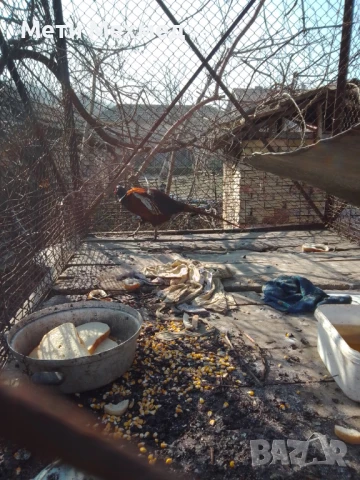 фазан мъжки, снимка 5 - други­ - 51336308