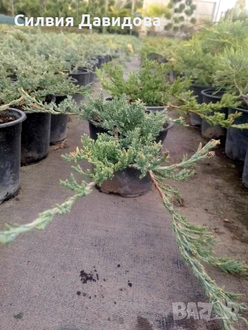Юниперус , снимка 5 - Градински цветя и растения - 51864443