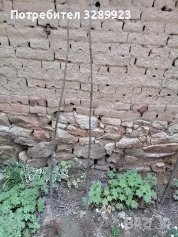 Фиданки-смокиня