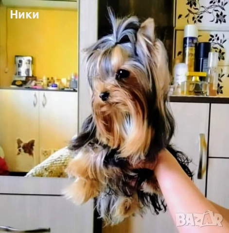 Мини йоркширски териерчета , снимка 4 - Йоркширски териер - 52658305