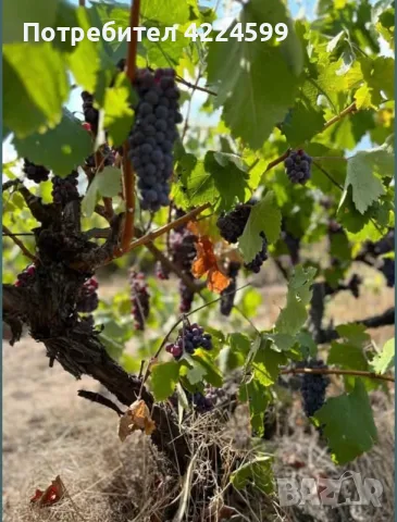Продавам грозде🍇 Памид, снимка 3 - Домашни продукти - 55685161