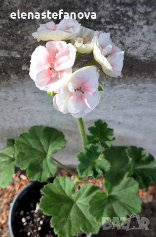К-т от две сортови мушката (пеларгонии), снимка 4 - Стайни растения - 54185963