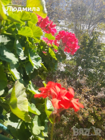 Мушкато,много богати,големи сандъчета с над 10 корена,последни бройки.