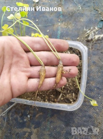 Оксалис (Oxalis megalorrhiza) - каудекс, снимка 3 - Стайни растения - 37398217