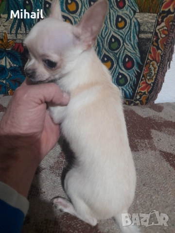 Продавам чихуахуа, снимка 10 - Чихуахуа - 52654005