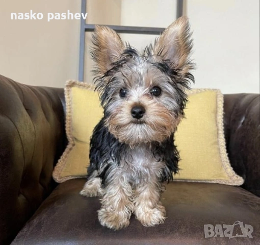 Продавам мъжко йоршински териер , снимка 3 - Йоркширски териер - 54251705