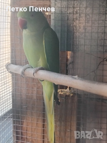 малък александър, снимка 3 - Папагали - 54114154