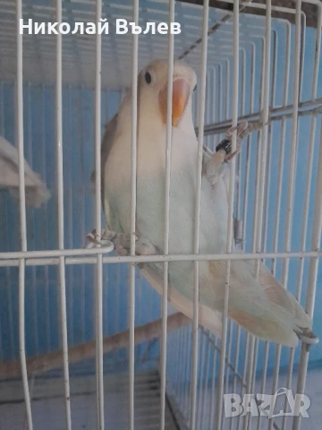 Неразделки 3 броя, снимка 1