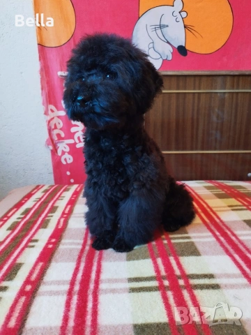 Мини пудел , снимка 9 - Пудели - 53132342