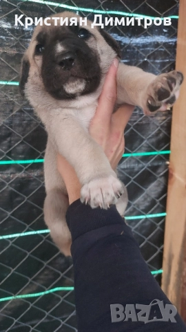 Продават се .Чистокръвни кангалчета ., снимка 10 - Кангал - 52367410