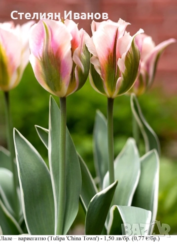 СОРТОВИ ЛАЛЕТА – ЛУКОВИЦИ - част 2, снимка 2 - Сортови семена и луковици - 52372863