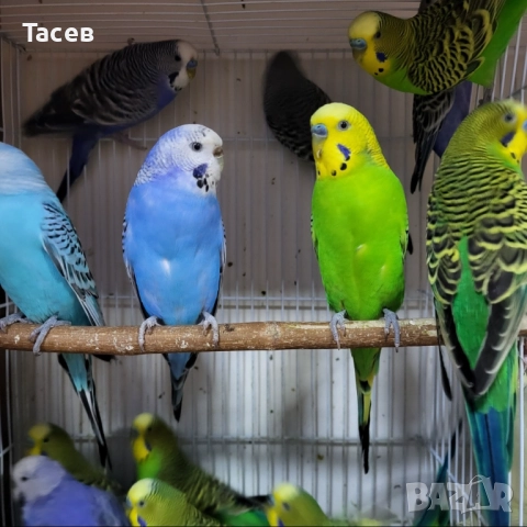 Вълнисти папагали