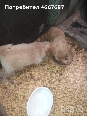 Продавам кокер шпаньол, снимка 5 - Кокер шпаньол - 52640671