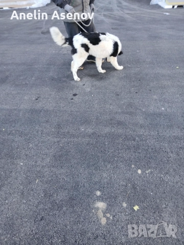 Каракачанка , снимка 2 - Каракачанска овчарка - 52791594