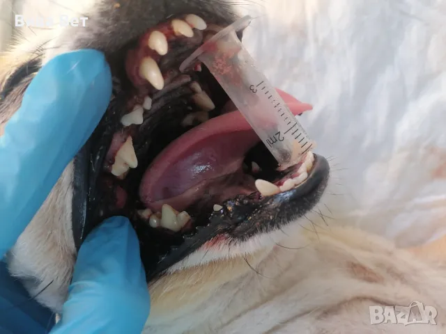 Почистване на зъбен камък на куче, снимка 2 - Ветеринари и услуги - 46940474