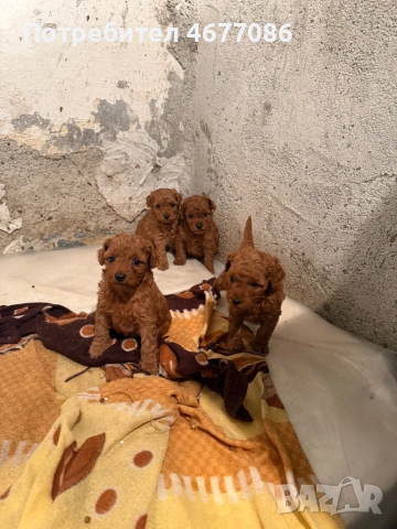 Той пудели ред априкот , снимка 2 - Пудели - 54326688