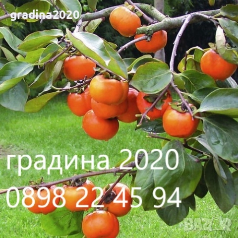 Райска ябълка Фую, снимка 5 - Разсади - 48346258