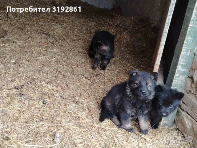 Немски Овчарки, снимка 5 - Немска овчарка - 54010323