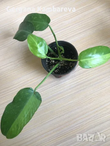 Philodendron Jose Buono , снимка 1