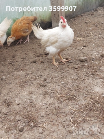 Петлета легхорн, снимка 5 - други­ - 54082221