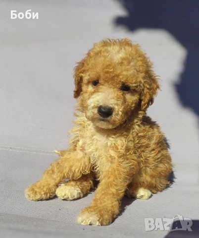 пудел / мини пудел, снимка 9 - Пудели - 54104820