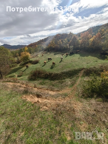 Продават се, снимка 5 - Крави - 52897358