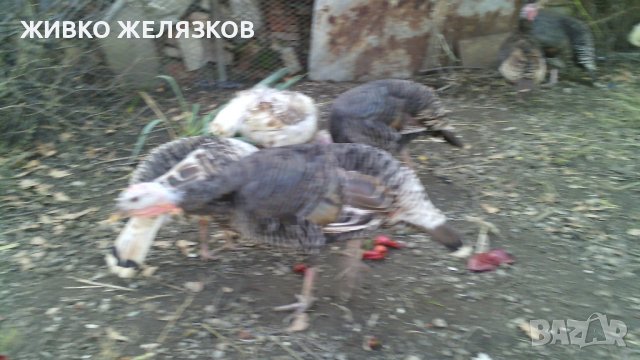 ПРОДАВАМ  --- ЛЕЖАЩИ ПУЙКИ-МАЙКИ СЪС ЯЙЦАТА ИМ, снимка 14 - Кокошки и пуйки - 43961759