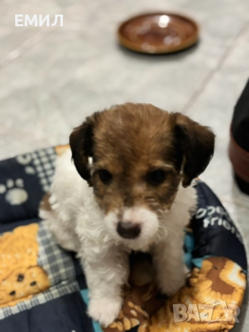 Джак ръсел , снимка 4 - Джак ръсел териер - 52965436