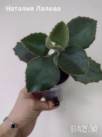 Каланхое, kalanchoe beharensis Fang