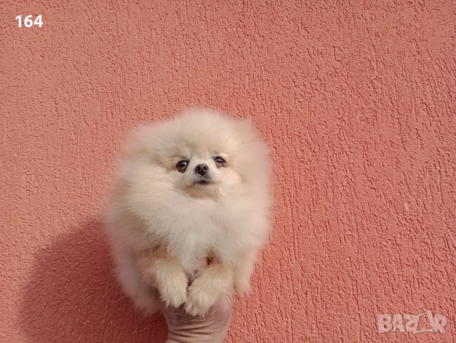 Женски миниатюрен мини Померан на 6 месеца 1 кг