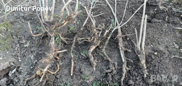  Хортензия, снимка 3 - Градински цветя и растения - 40033492