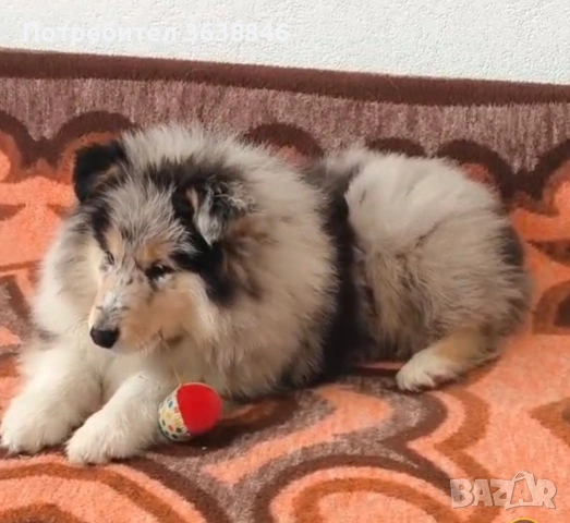 Шотландска овчарка