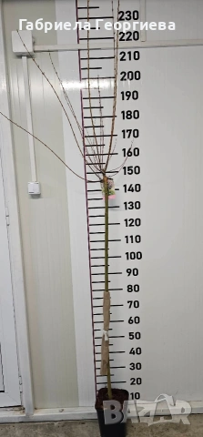 Пъстролистна върба , снимка 3 - Градински цветя и растения - 53905836