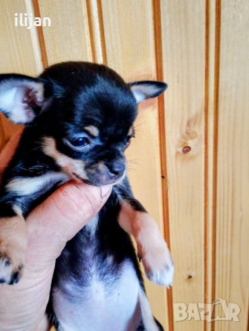 Чихуахуа момиченце късокосместо 