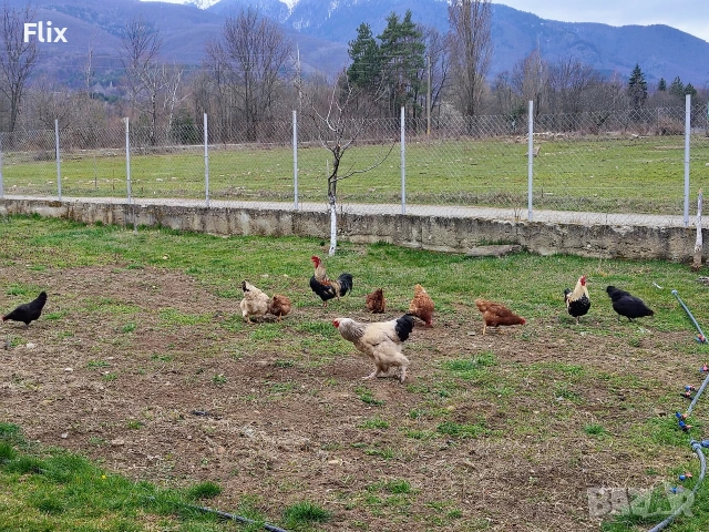 разплодни яйца , снимка 6 - Кокошки и пуйки - 53995912