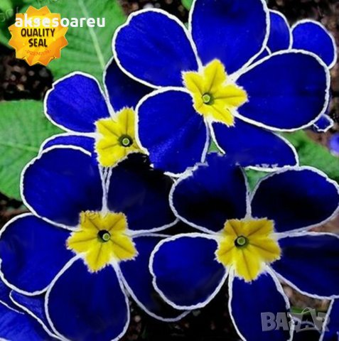 100 бр редки семена от цвете цветя синя вечерна иглика лесни за засаждане в  градината градински деко в Стайни растения в гр. Свищов - ID37707697 —  Bazar.bg