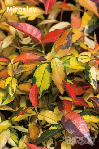 Азиатски Жасмин-(Триколор), снимка 8 - Градински цветя и растения - 49373875