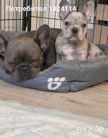 Френски булдог бебе/french bulldog, снимка 9 - Френски булдог - 52840828