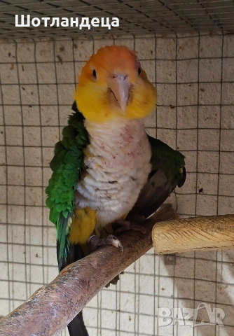 Папагал Кайка-ръжевотеменна, снимка 4 - Папагали - 54086807