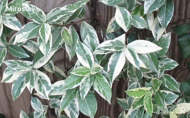 Жасмин (Вариегата), снимка 3 - Градински цветя и растения - 54219622