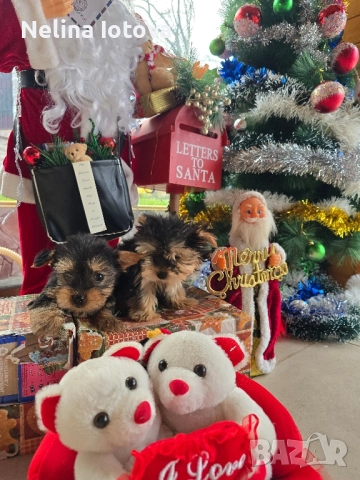 мини йоркширски териер, снимка 7 - Йоркширски териер - 52857178